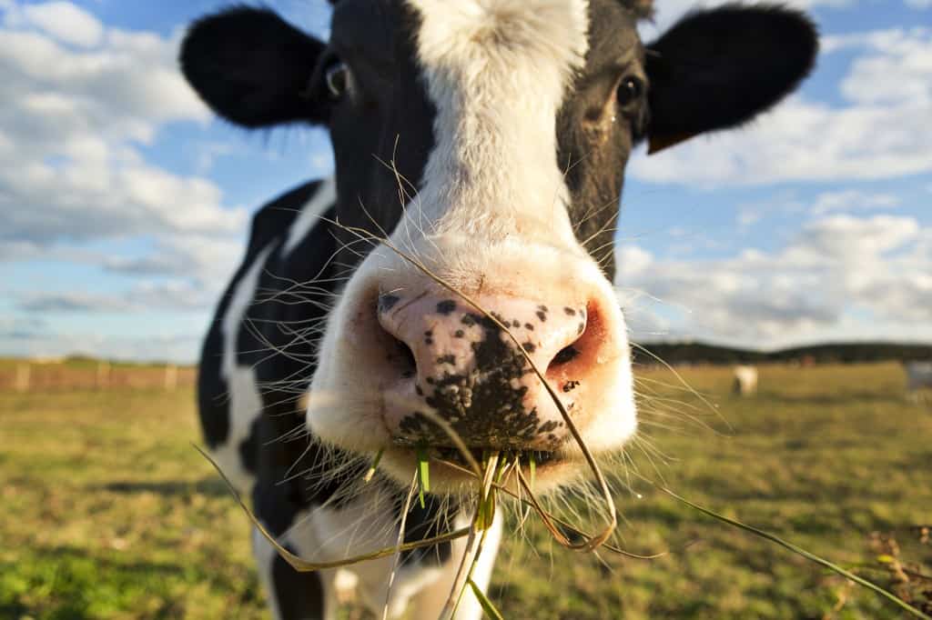 Challenging What You’ve Heard about the Herd